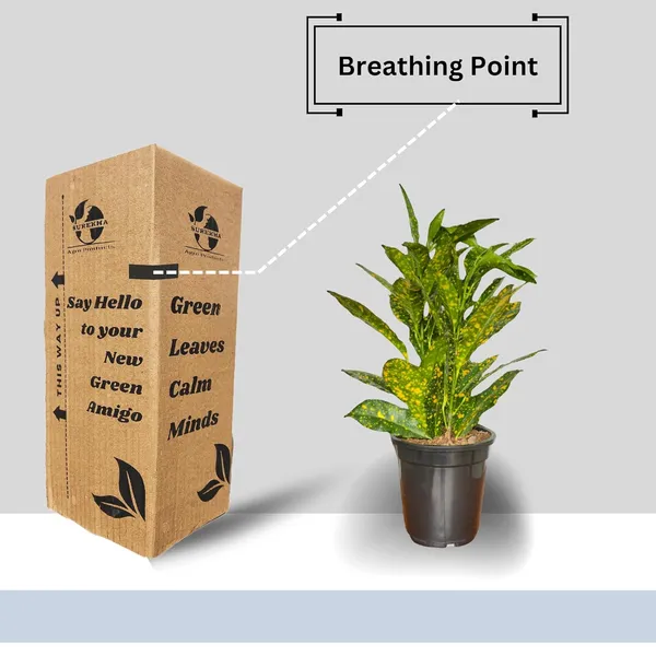 Croton_Plant_With_Pot