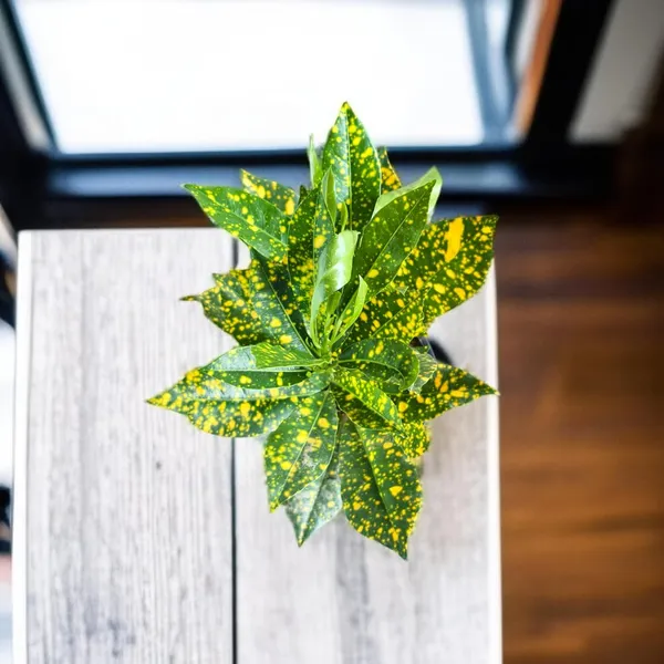 Croton_Plant_With_Pot
