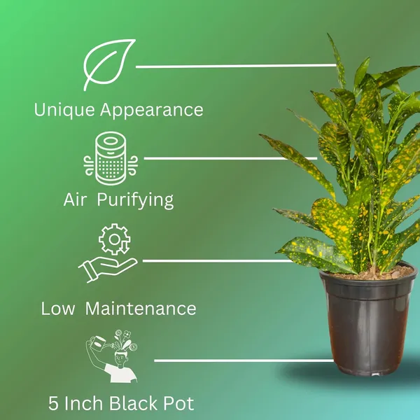 Croton_Plant_With_Pot