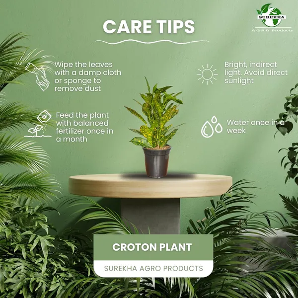 Croton_Plant_With_Pot