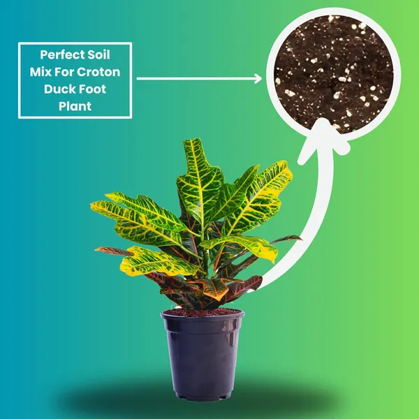 Croton_Variegatum_Duck_Foot_Plant_With_Pot