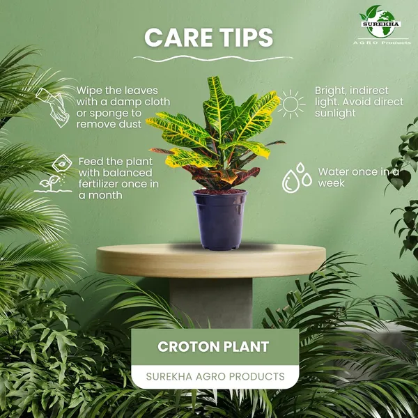 Croton_Variegatum_Duck_Foot_Plant_With_Pot