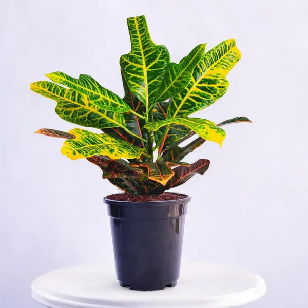 Croton_Variegatum_Duck_Foot_Plant_With_Pot