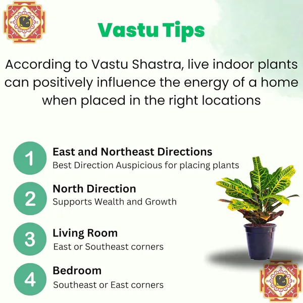 Croton_Variegatum_Duck_Foot_Plant_With_Pot