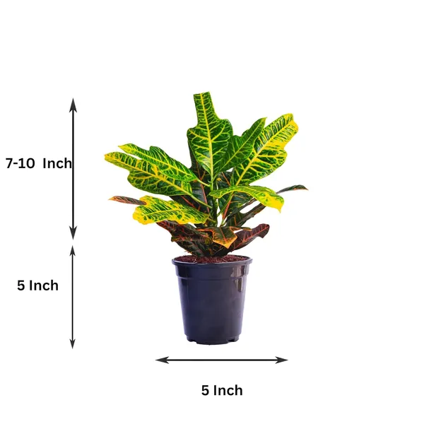 Croton_Variegatum_Duck_Foot_Plant_With_Pot