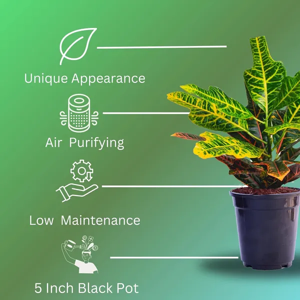 Croton_Variegatum_Duck_Foot_Plant_With_Pot