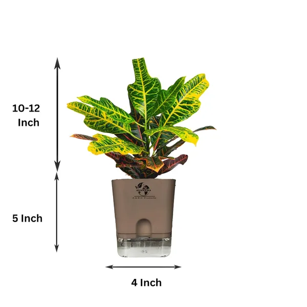 Croton_Variegatum_Duck_Foot_Plant_With_Self_Watering_Pot