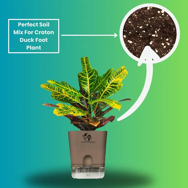 Croton_Variegatum_Duck_Foot_Plant_With_Self_Watering_Pot
