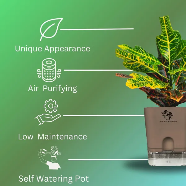 Croton_Variegatum_Duck_Foot_Plant_With_Self_Watering_Pot