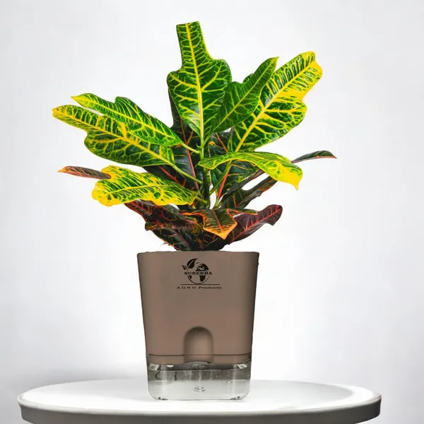 Croton_Variegatum_Duck_Foot_Plant_With_Self_Watering_Pot