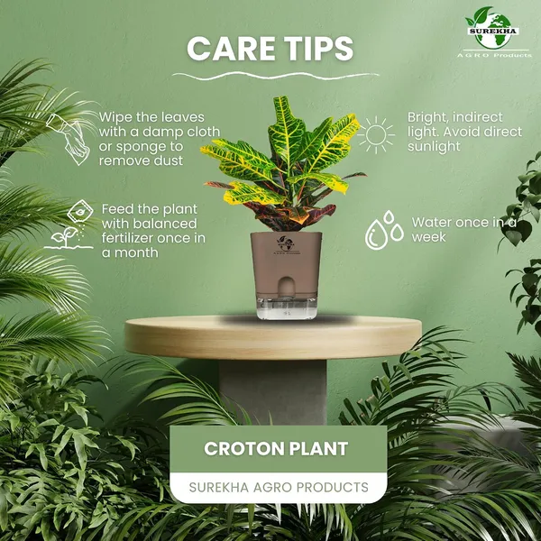 Croton_Variegatum_Duck_Foot_Plant_With_Self_Watering_Pot