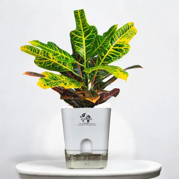 Croton_Variegatum_Duck_Foot_Plant_With_Self_Watering_Pot