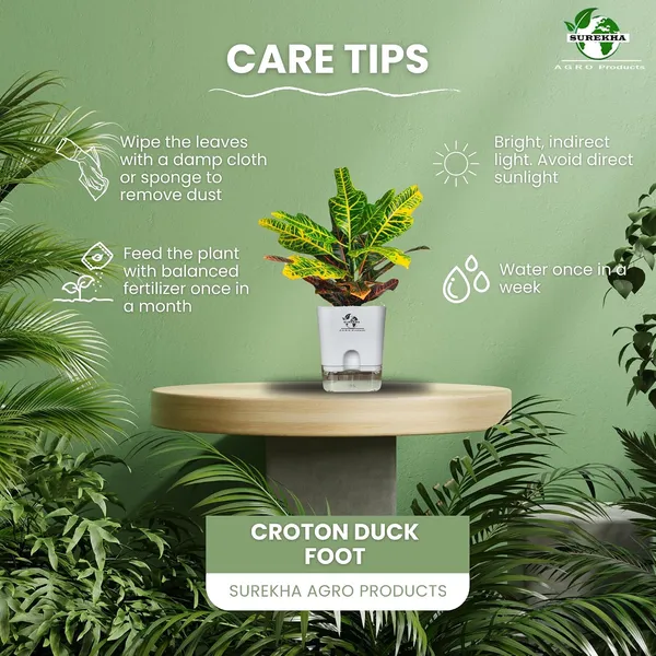 Croton_Variegatum_Duck_Foot_Plant_With_Self_Watering_Pot