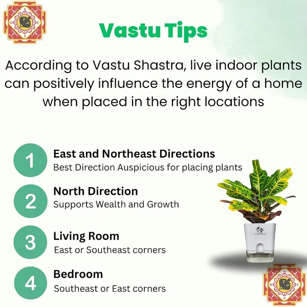 Croton_Variegatum_Duck_Foot_Plant_With_Self_Watering_Pot