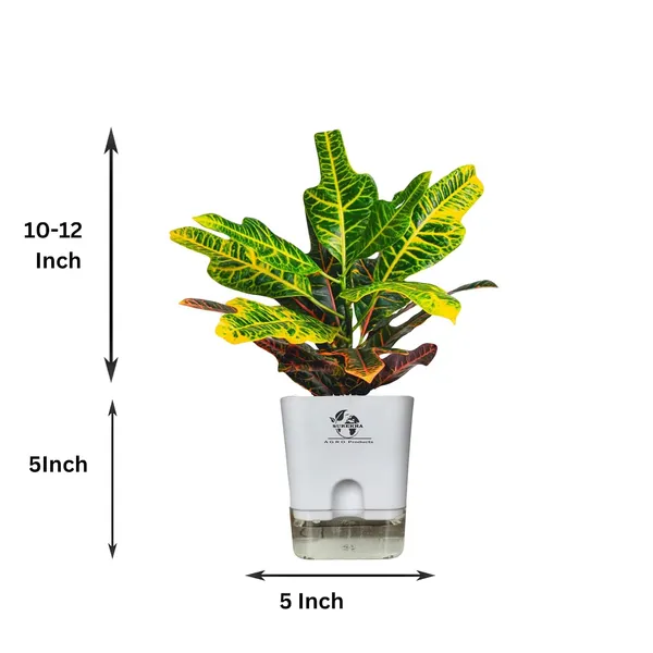 Croton_Variegatum_Duck_Foot_Plant_With_Self_Watering_Pot