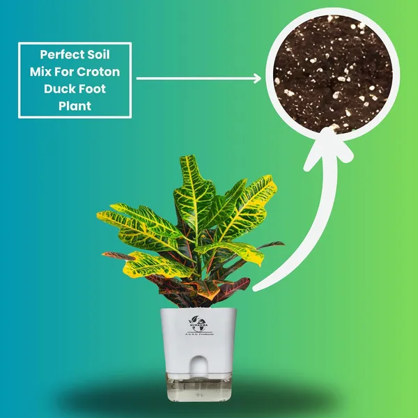 Croton_Variegatum_Duck_Foot_Plant_With_Self_Watering_Pot
