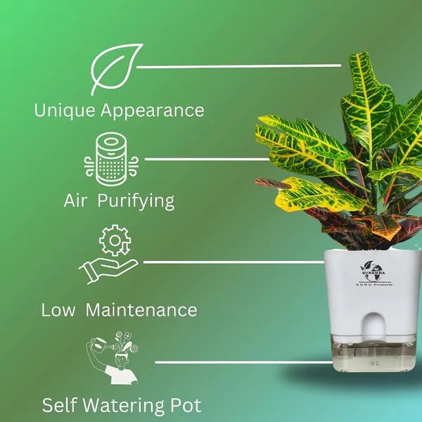 Croton_Variegatum_Duck_Foot_Plant_With_Self_Watering_Pot