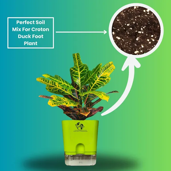 Croton_Variegatum_Duck_Foot_Plant_With_Self_Watering_Pot