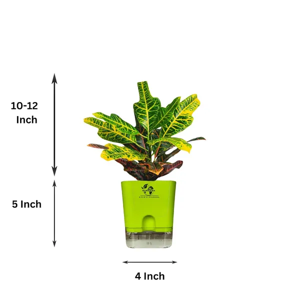 Croton_Variegatum_Duck_Foot_Plant_With_Self_Watering_Pot