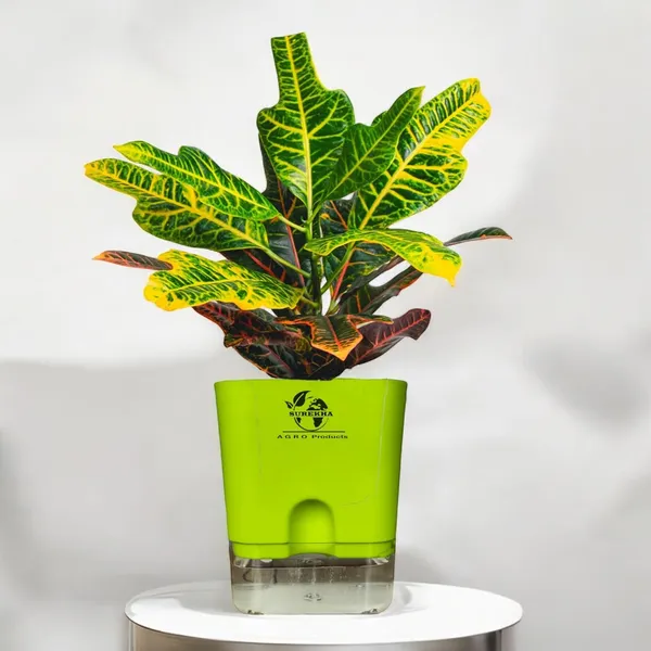 Croton_Variegatum_Duck_Foot_Plant_With_Self_Watering_Pot