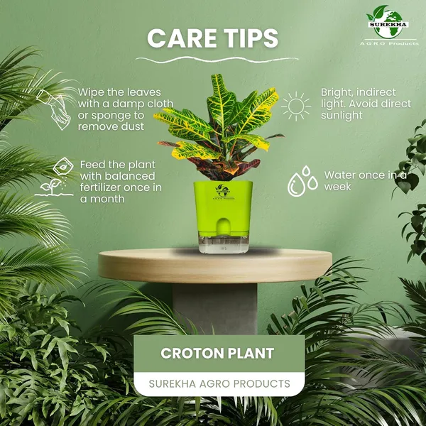 Croton_Variegatum_Duck_Foot_Plant_With_Self_Watering_Pot