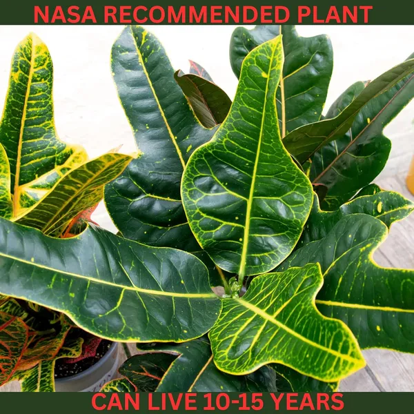 Croton_Variegatum_Duck_Foot_Plant_With_Self_Watering_Pot