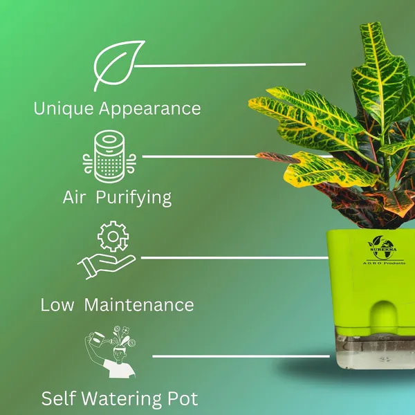 Croton_Variegatum_Duck_Foot_Plant_With_Self_Watering_Pot