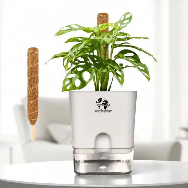 Philodendron_Broken_Heart_With_Self_Watering_Pot_And_Moss_Stick