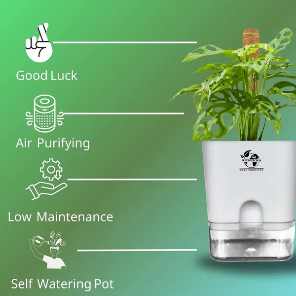 Philodendron_Broken_Heart_With_Self_Watering_Pot_And_Moss_Stick