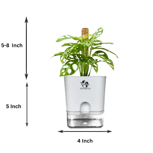 Philodendron_Broken_Heart_With_Self_Watering_Pot_And_Moss_Stick