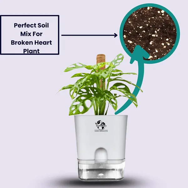 Philodendron_Broken_Heart_With_Self_Watering_Pot_And_Moss_Stick