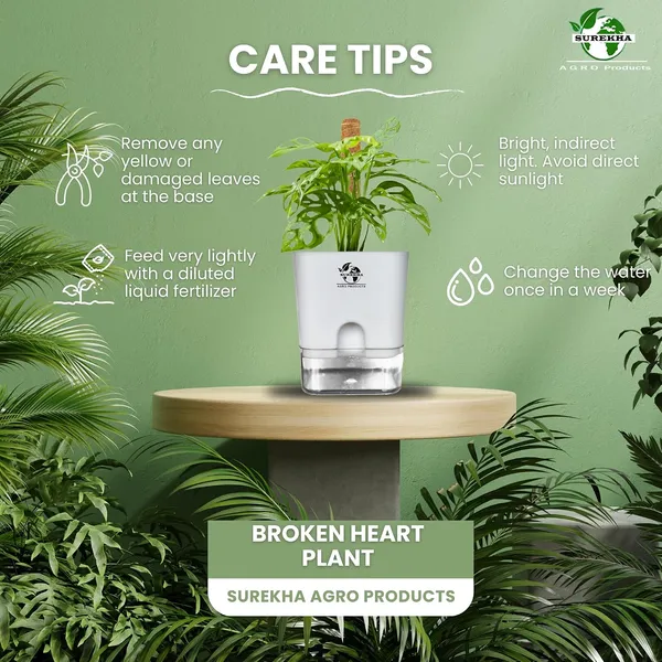 Philodendron_Broken_Heart_With_Self_Watering_Pot_And_Moss_Stick
