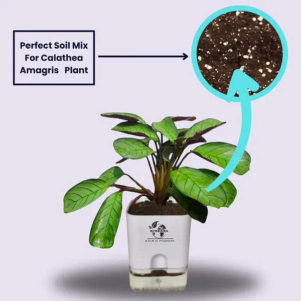 Calathea_Plant_With_Self_Watering_Pot