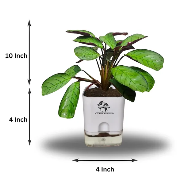 Calathea_Plant_With_Self_Watering_Pot