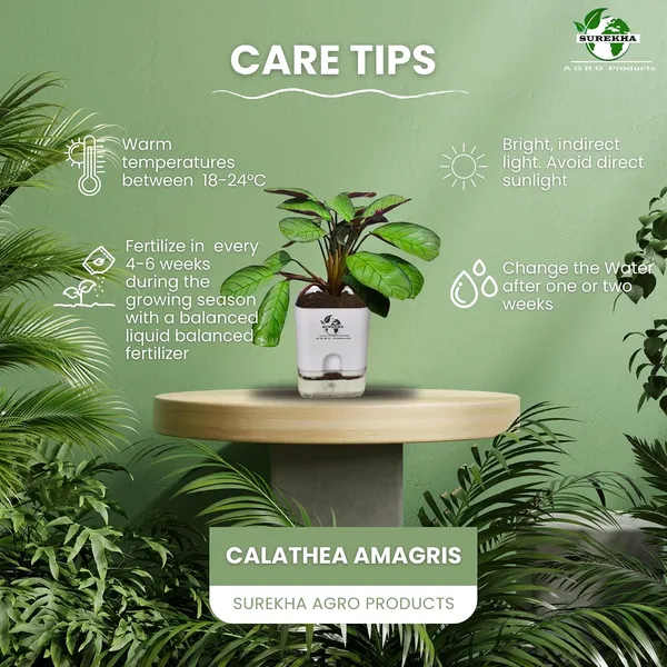 Calathea_Plant_With_Self_Watering_Pot