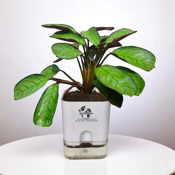 Calathea_Plant_With_Self_Watering_Pot