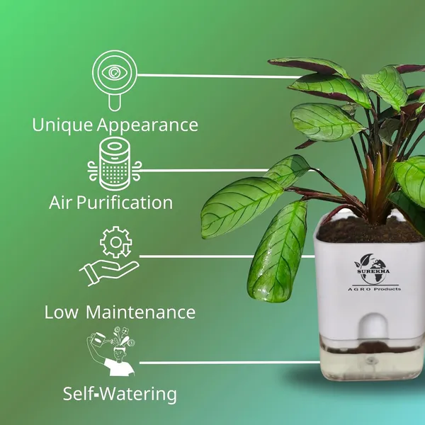 Calathea_Plant_With_Self_Watering_Pot
