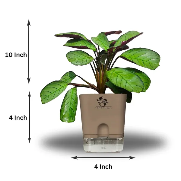 Calathea_Plant_With_Self_Watering_Pot