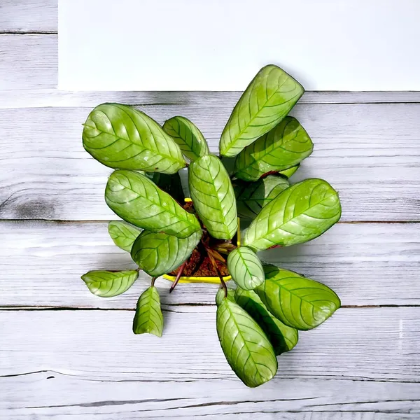 Calathea_Plant_With_Self_Watering_Pot