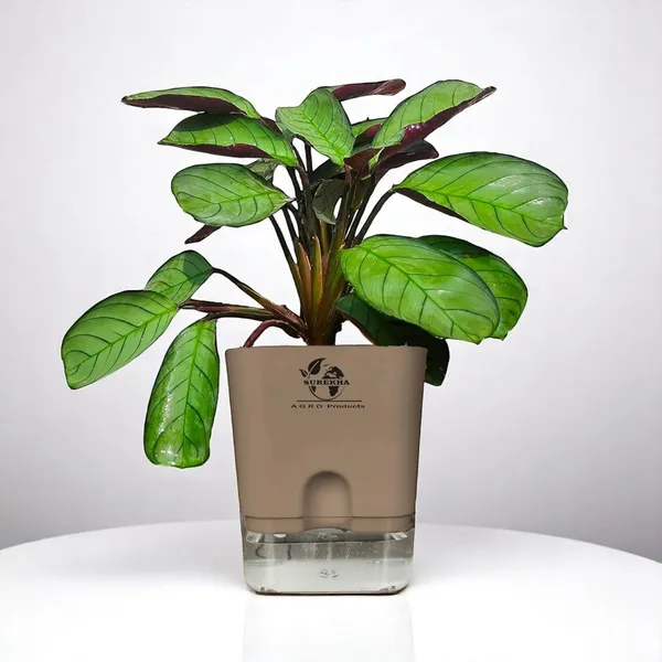 Calathea_Plant_With_Self_Watering_Pot