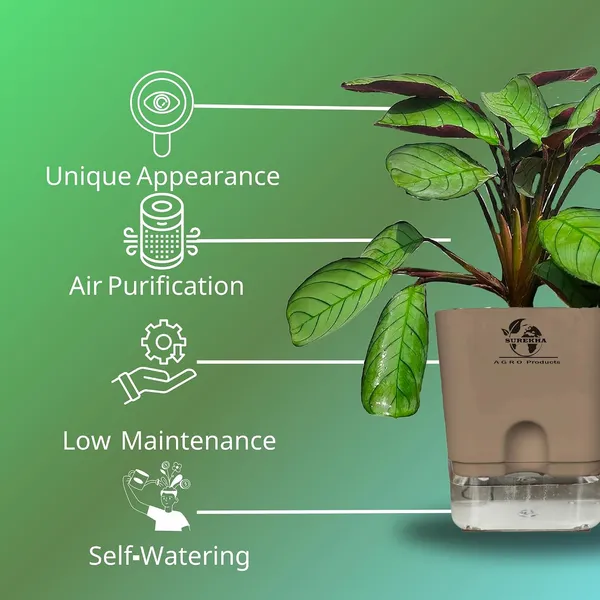 Calathea_Plant_With_Self_Watering_Pot