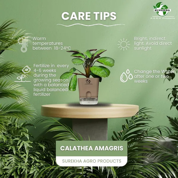 Calathea_Plant_With_Self_Watering_Pot