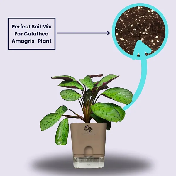 Calathea_Plant_With_Self_Watering_Pot