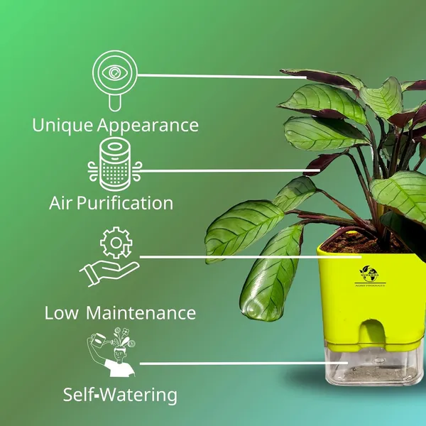 Calathea_Plant_With_Self_Watering_Pot