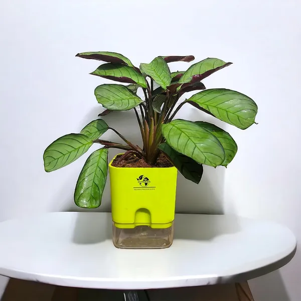Calathea_Plant_With_Self_Watering_Pot