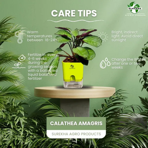 Calathea_Plant_With_Self_Watering_Pot