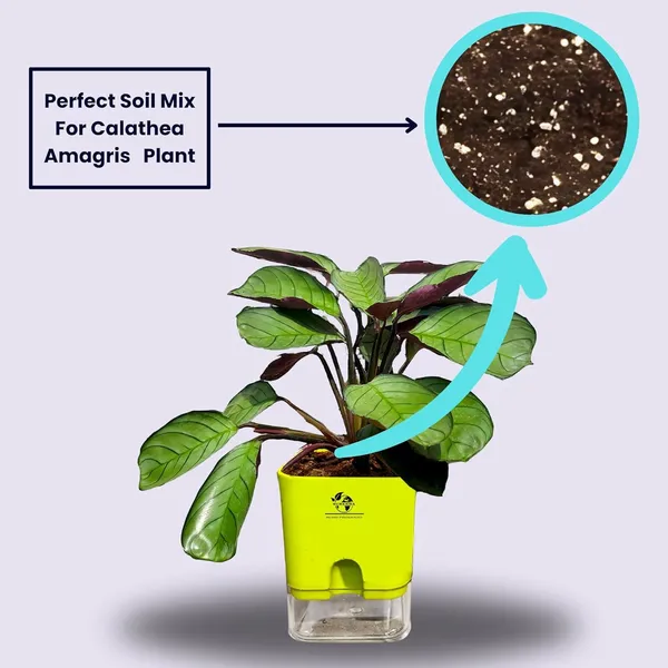 Calathea_Plant_With_Self_Watering_Pot