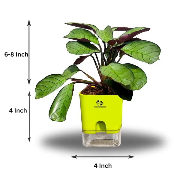 Calathea_Plant_With_Self_Watering_Pot