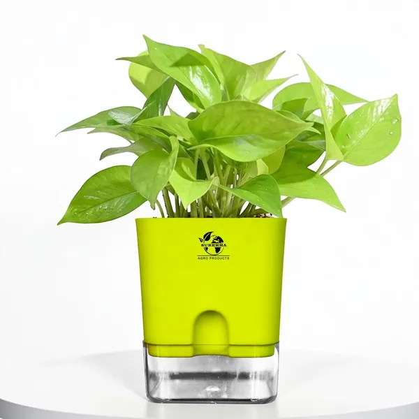 Golden_Money_Plant_In_Self_Watering_Pot