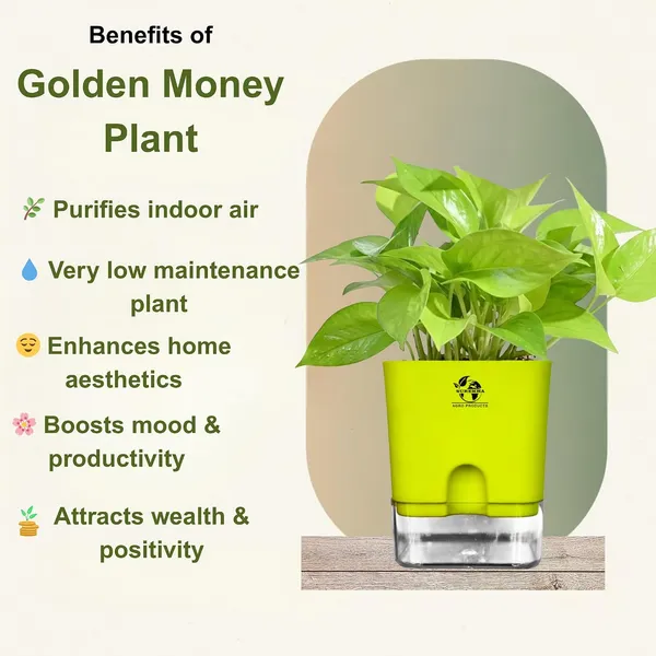 Golden_Money_Plant_In_Self_Watering_Pot